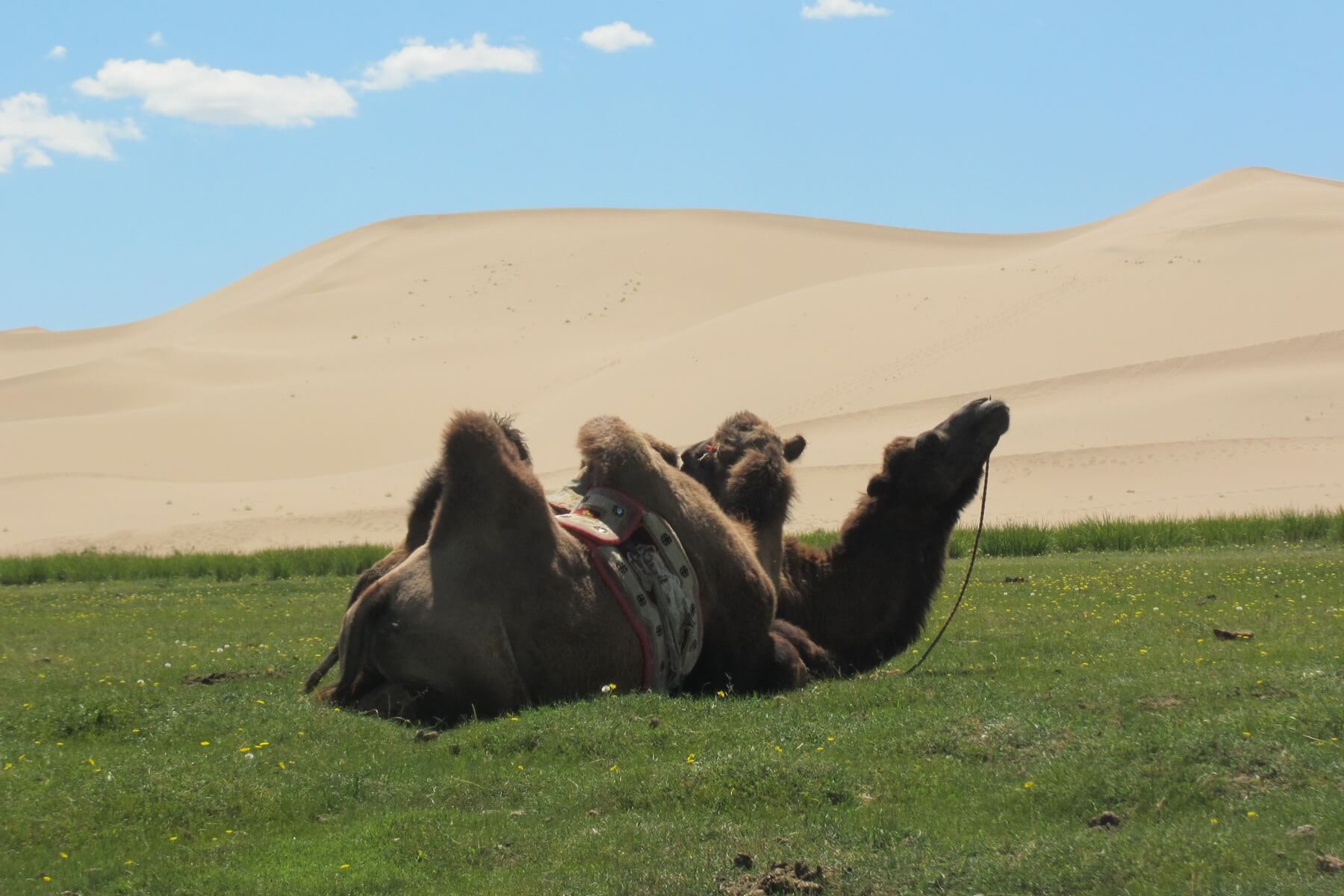 Kamelreiten zählt zu einer der Aktivitäten bei einer Mongolei Reise