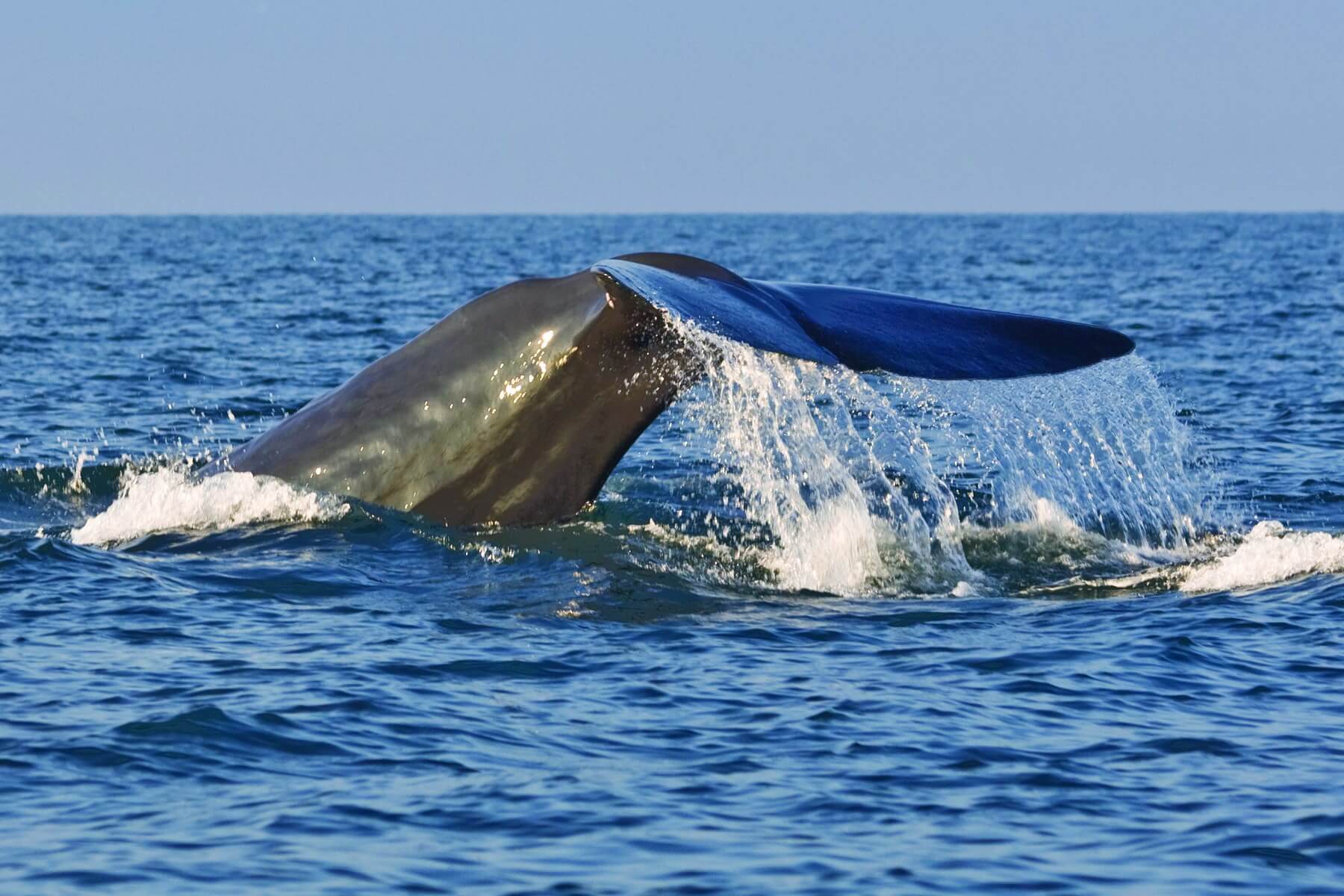 Sri Lanka hat sich längst zu einem Hotspot für Delfin- und Walbeobachtungen entwickelt, vor allem Blauwale halten sich oft vor der Ost- und der Südküste auf. Eine willkommene Abwechslung bei einer Sri Lanka Reise.