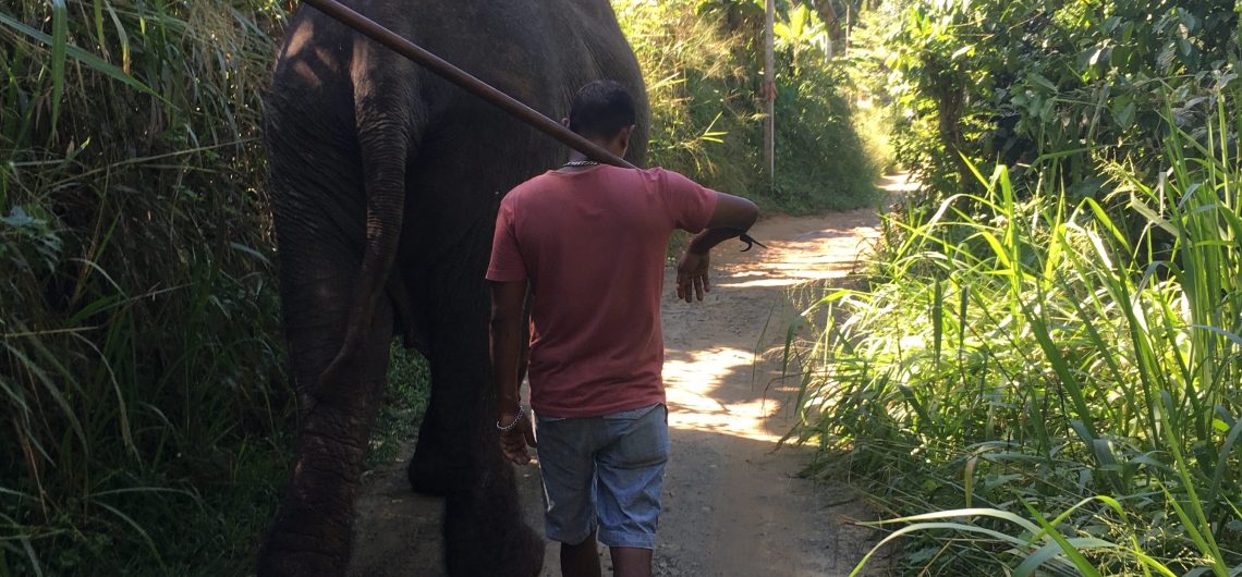 Sri Lanka Elefant Freedome Projekt Spaziergang mit dem Elefanten und Mahut