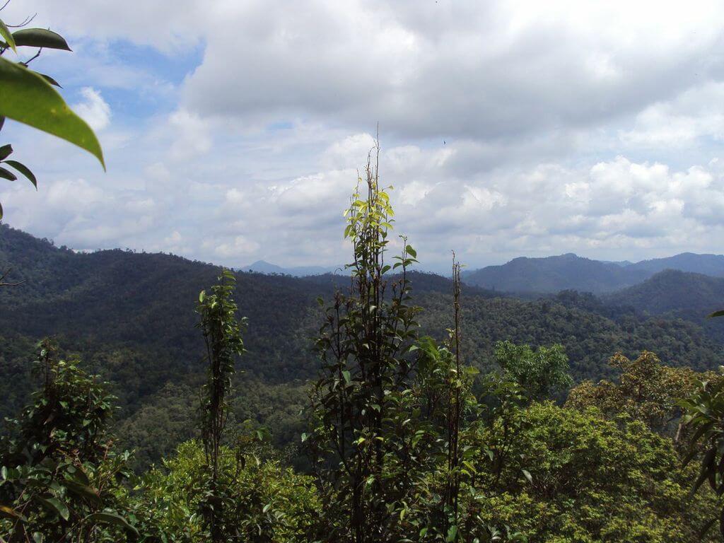 Ausblick auf den Dschungel von Kalimantan