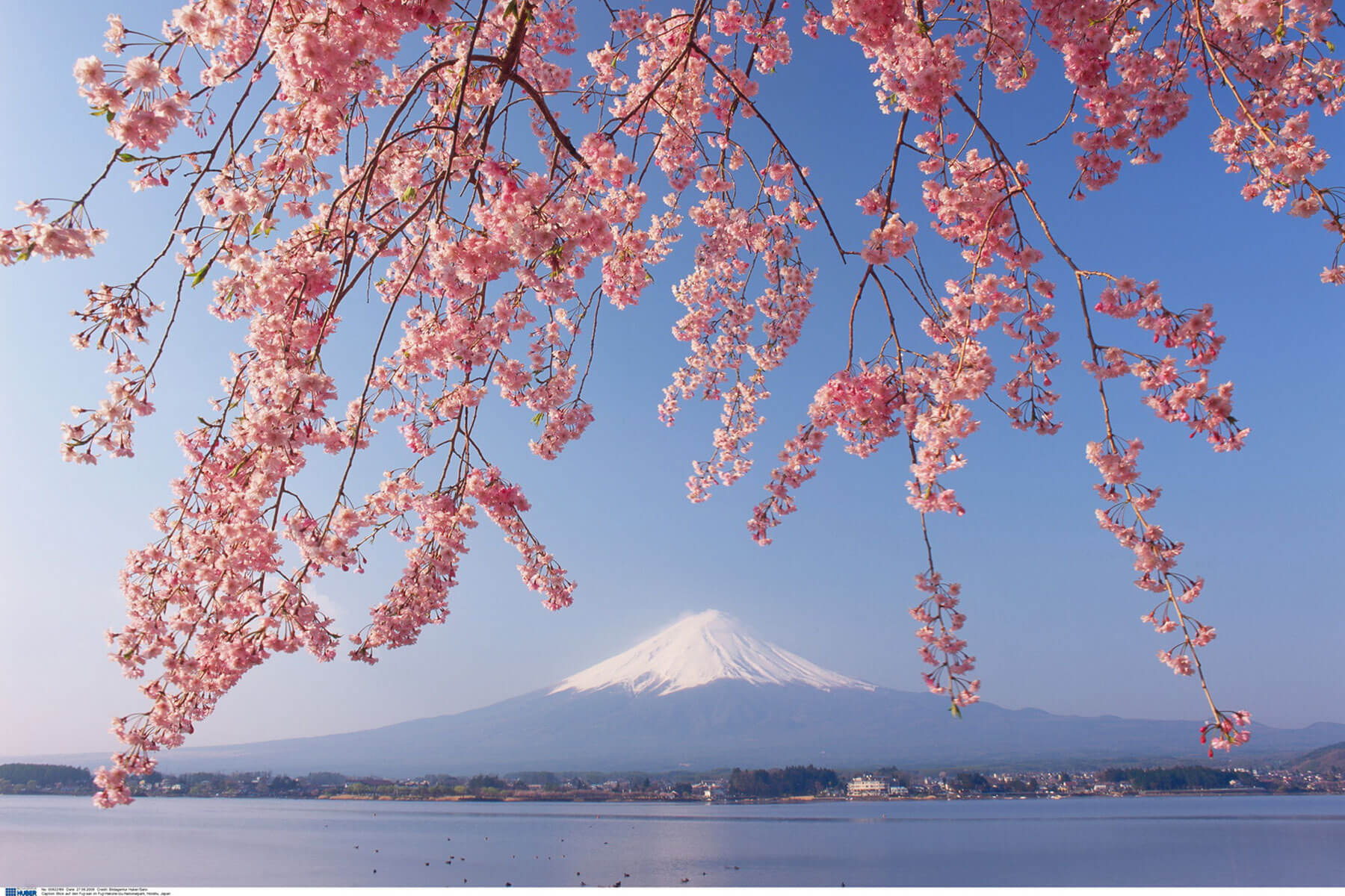 Japanische Kirschblüten Hanami - die beste Reisezeit ist etwa Mitte März bis Mitte April