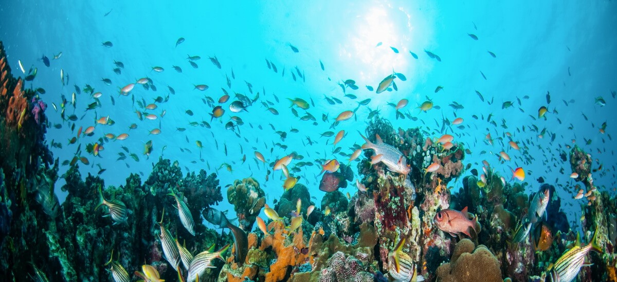 Die Balisee ist bekannt für ihre spektakuläre Unterwasserwelt mit seltenen Fischarten, Riesenschildkröten und farbenprächtigen Korallenriffen.
