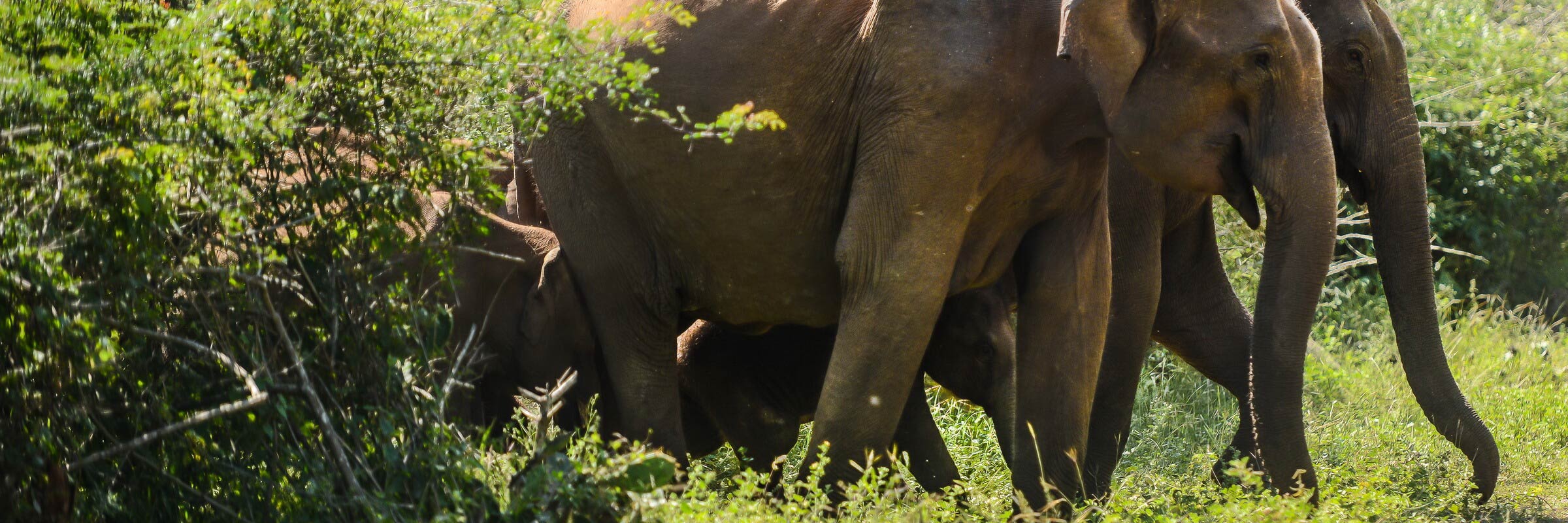 Der Nagarhole Nationalpark ist ein Schutzgebiet im südindischen Bundesstaat Karnataka, in dem Elefanten in freier Wildbahn beobachtet werden können.