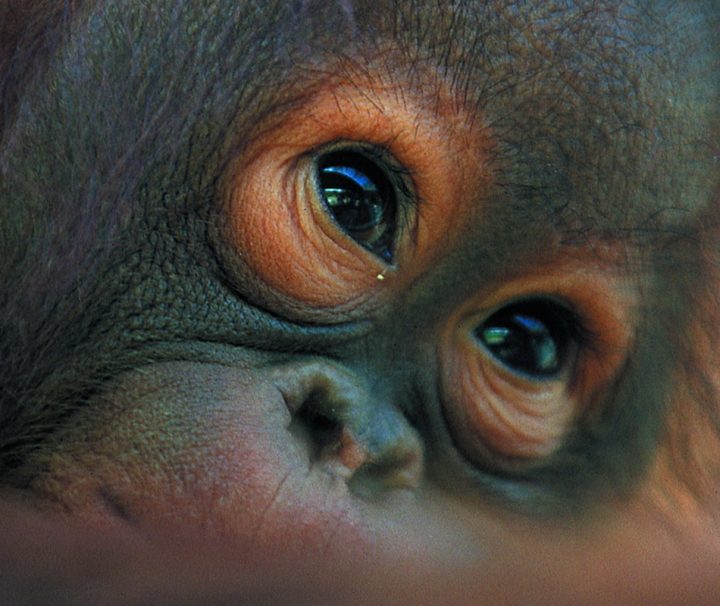 Orang Utans sind eine Menschenaffenart, die nur auf der Insel Borneo sowie auf der Insel Sumatra in Indonesien vorkommt.