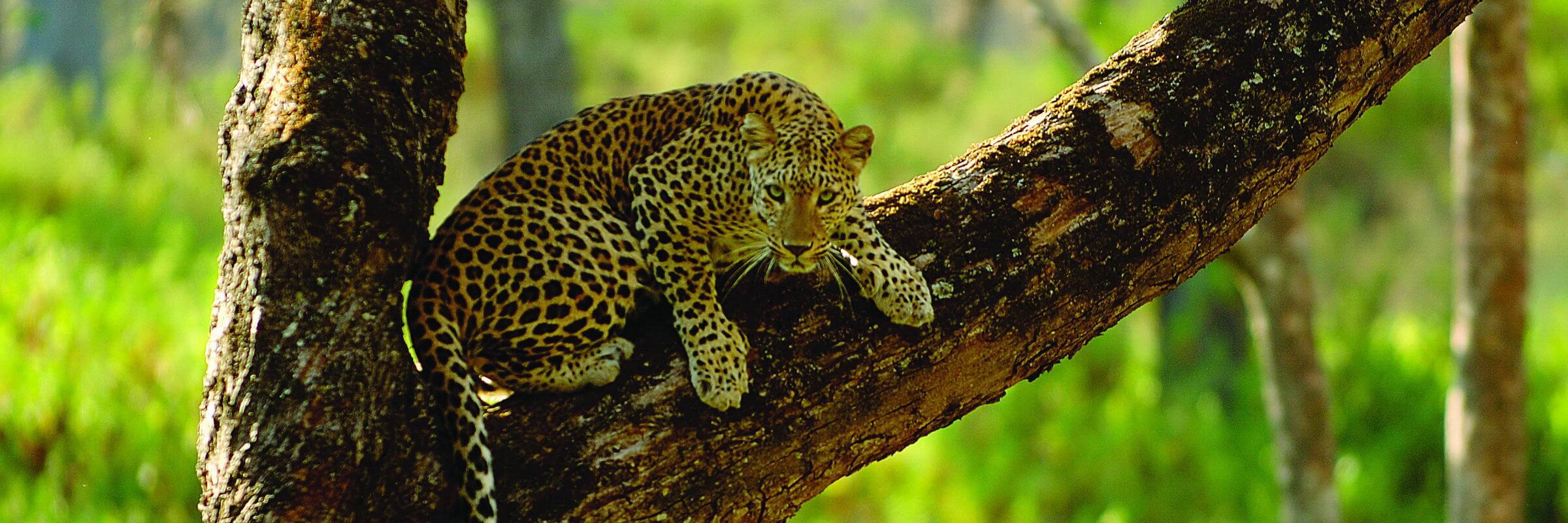 Nahaufnahme eines Leoparden im Nagarhole Nationalpark Kabini