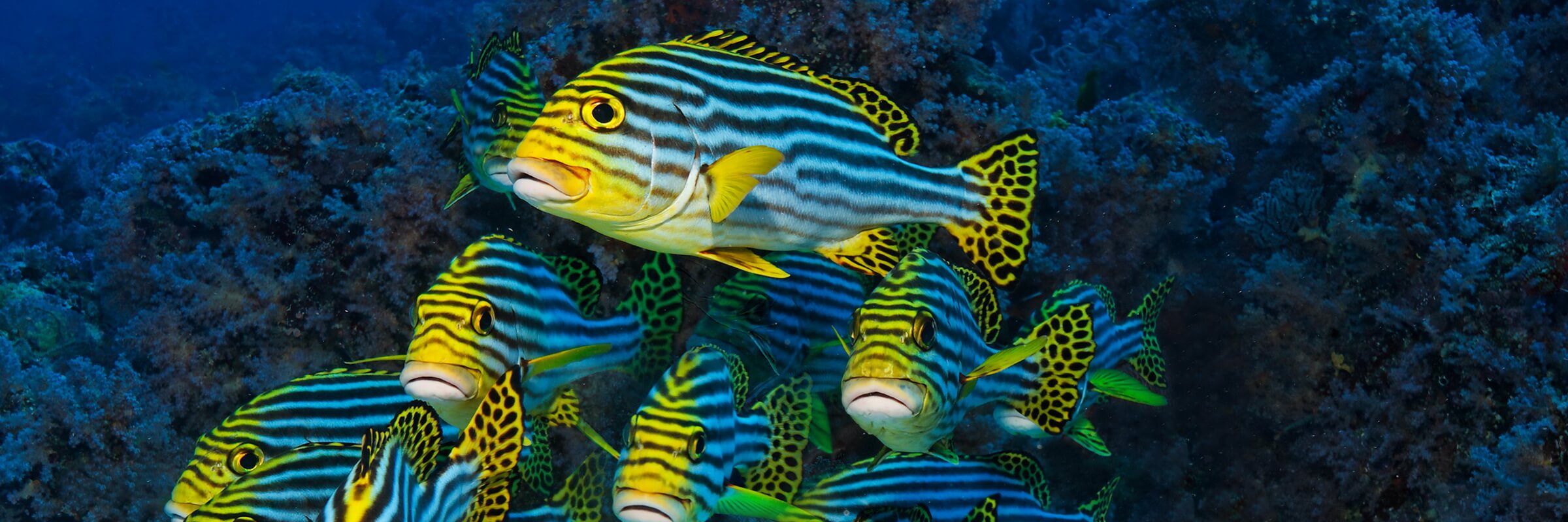 Lippfische sind meist sehr farbenfroh und die einzelnen Gattungen äußerst Vielfältig in Größe und Gestalt.