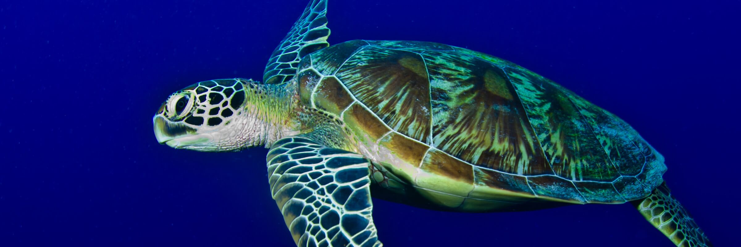 Meeresschildkröten sind in den Gewässern um Palau sehr zahlreich und können fast bei jedem Tauch- oder Schnorchelausflug bewundert werden.