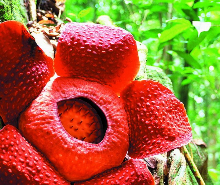 Der Gunung Gading Nationalpark ist bekannt für seine dort vorkommenden Rafflesien, die größte Blumenart der Welt.