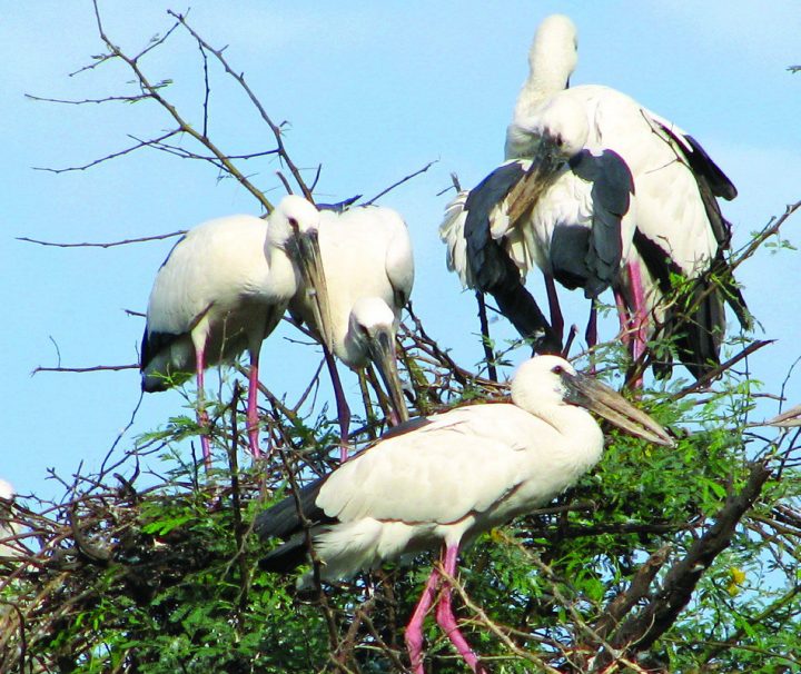Der Keoladeo-Nationalpark bei Bharatpur war einst ein Entenjagdgebiet und beherbergt heute über 364 Vogelarten.