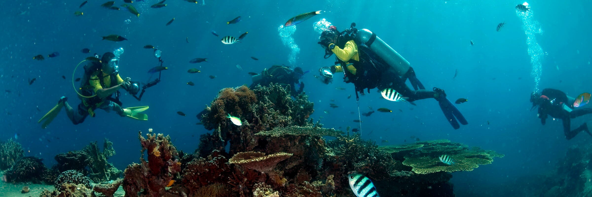 Die farbenfrohe Unterwasserwelt in den Gewässern rund um Tioman begeistert selbst erfahrene Taucher.