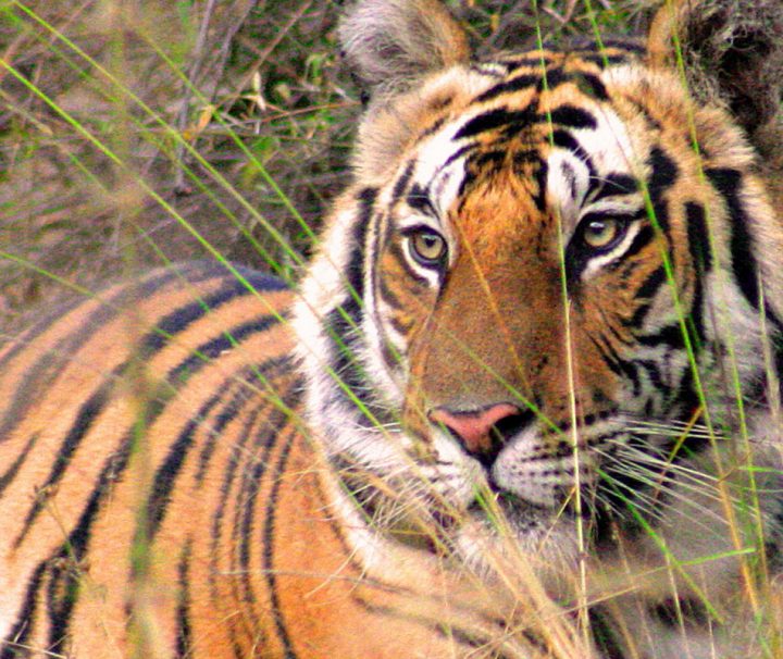 Der Bengaltiger lebt neben anderen wilden Tieren im Naturschutzgebiet des Bandhavgarh Nationalpark.
