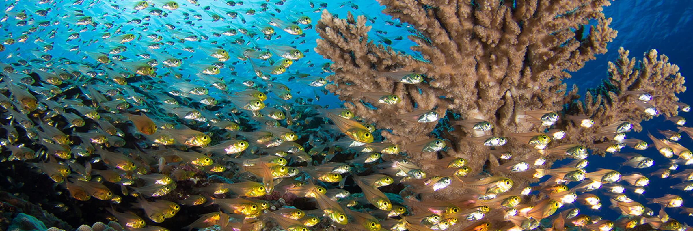 Die farbenprächtige Unterwasserflora und -Fauna rund um Yap beeindruckt selbst erfahrene Taucher.