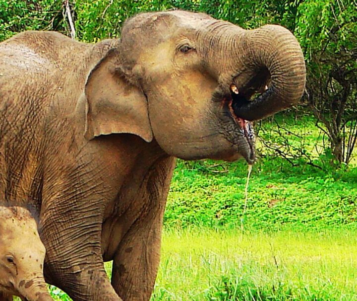 Auf Sri Lanka gibt es noch größere wildlebende Bestände der stark gefährdeten Asiatischen Elefanten.
