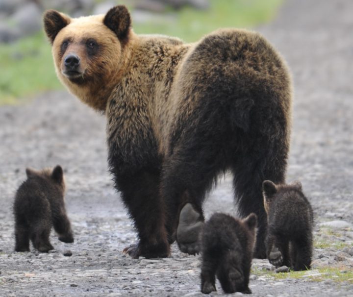 Eine wunderbare Tier und Naturszenerie - eIne Bärenfamilie auf Wanderschaft