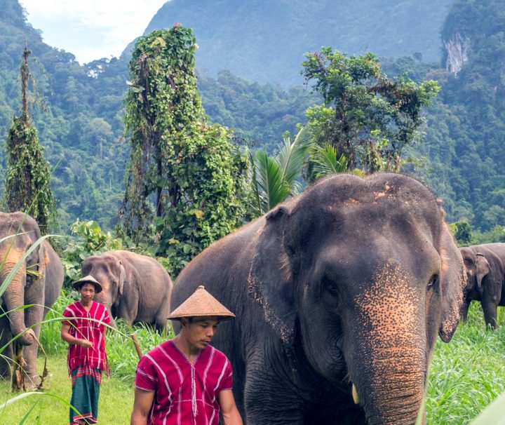 Das Elephant Hills Luxury Tented Camp kümmert sich um den Schutz der Elefanten im Khao Sok Nationalpark.