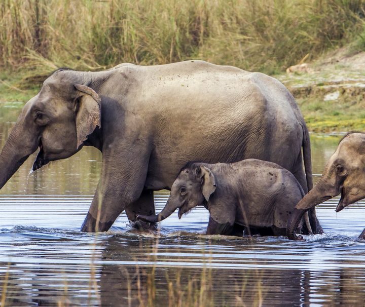 Im Chitwan Nationalpark können Besucher Asiatische Elefanten in freier Wildbahn beobachten.