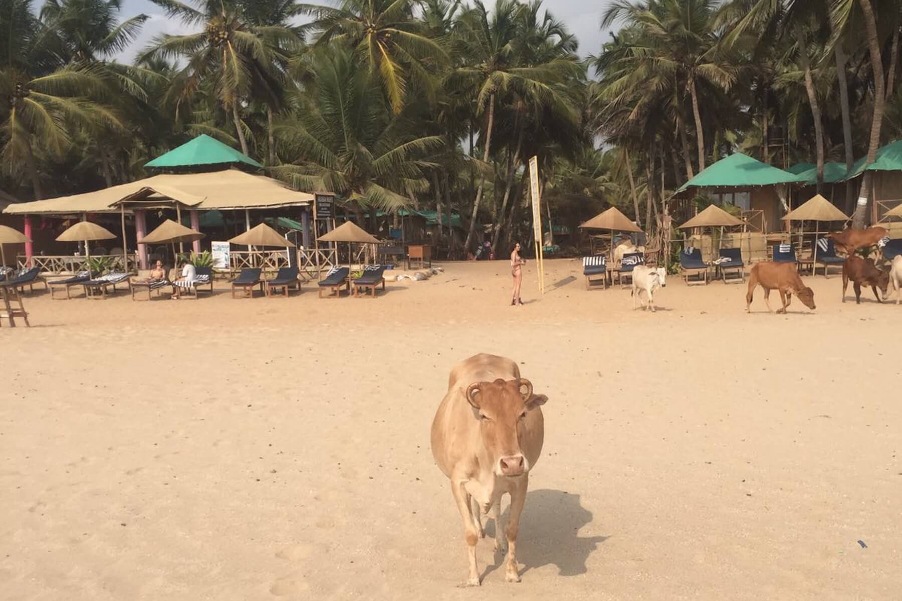 Entspannte Tage verbringen wir an den Stränden von Goa, hier Agonda Beach