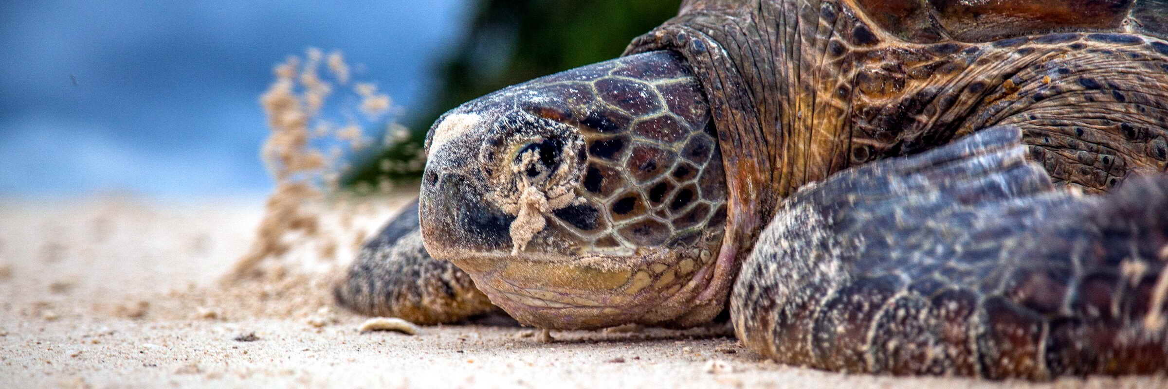 Die vielen abgelegenen Inseln in der Sulu-See dienen oft als Nistplätze für Meeresschildkröten.