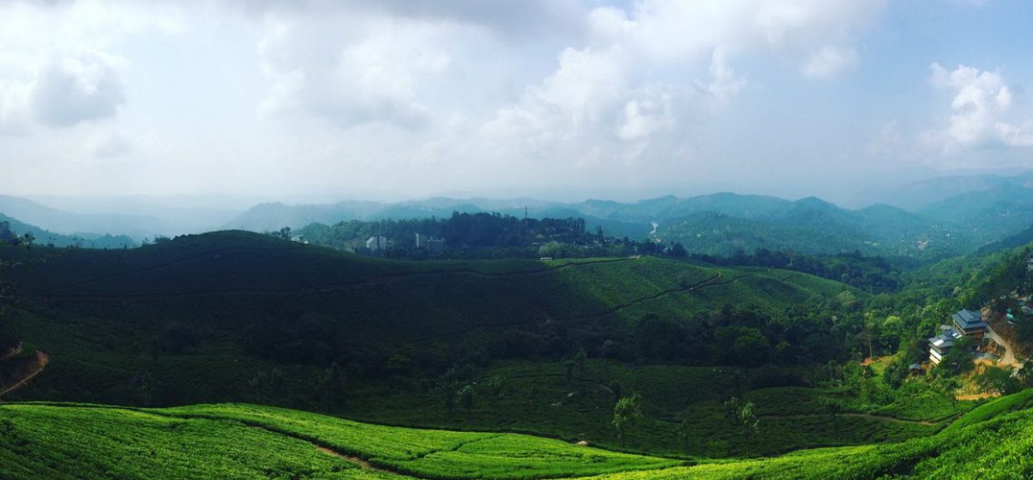 Grüne Teeplantage soweit das Auge sehen kann, in Munnar Südindien