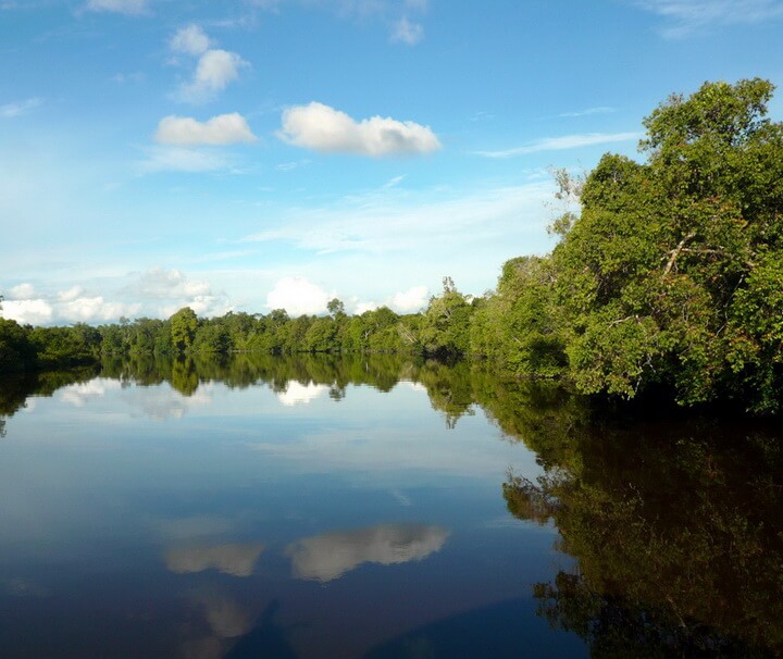 Vom Fluss aus kann der Dschungel und seine Bewohner bereits erkundet werden. Die Flüsse ersetzen in Kalimantan die Strassen.