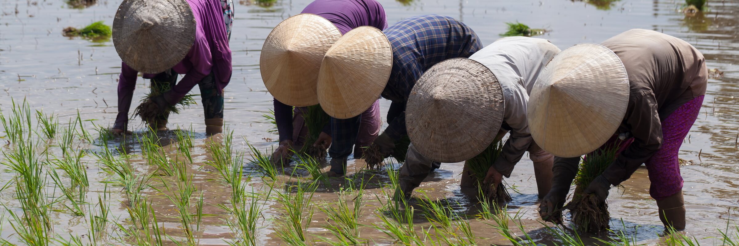 Reisanbau in Vietnam ist Gemeinschaftsarbeit, oft müssen Dörfer, Distrikte und ganze Provinzen dafür koordiniert zusammenarbeiten.