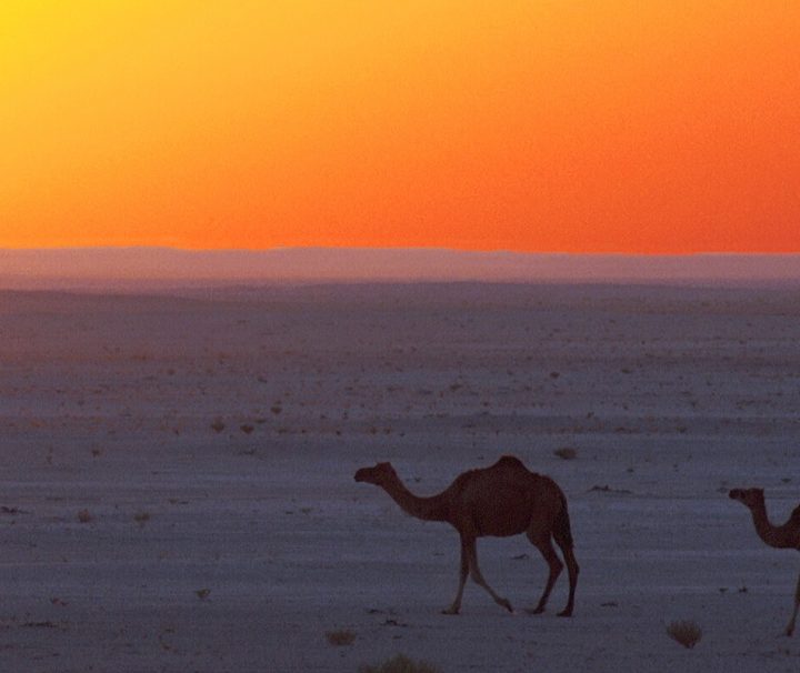 Drei Kamele in Omans Wüste Wahiba Sands aufgenommen zum Sonnenuntergang