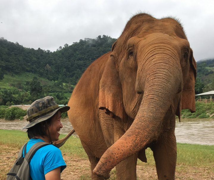 Ein Guide begleitet die Gäste durch den Elephant Nature Park in Nordthailand