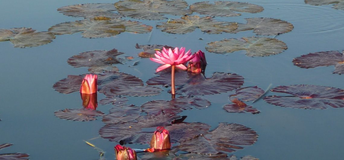 Lotusblüten auf dem Inle See in Myanmar