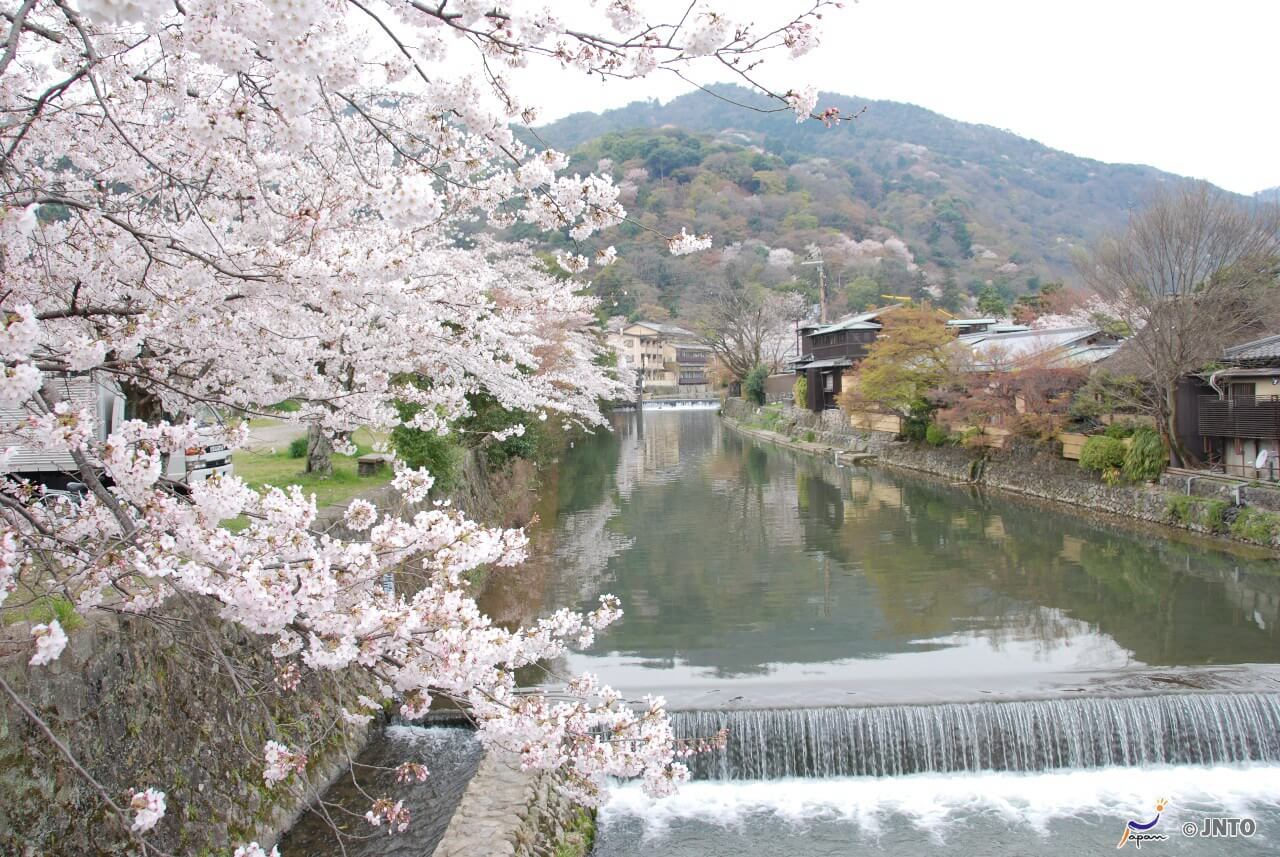 Die Kirschblüten-Zeit gehoert in Japan zu der Zeit.