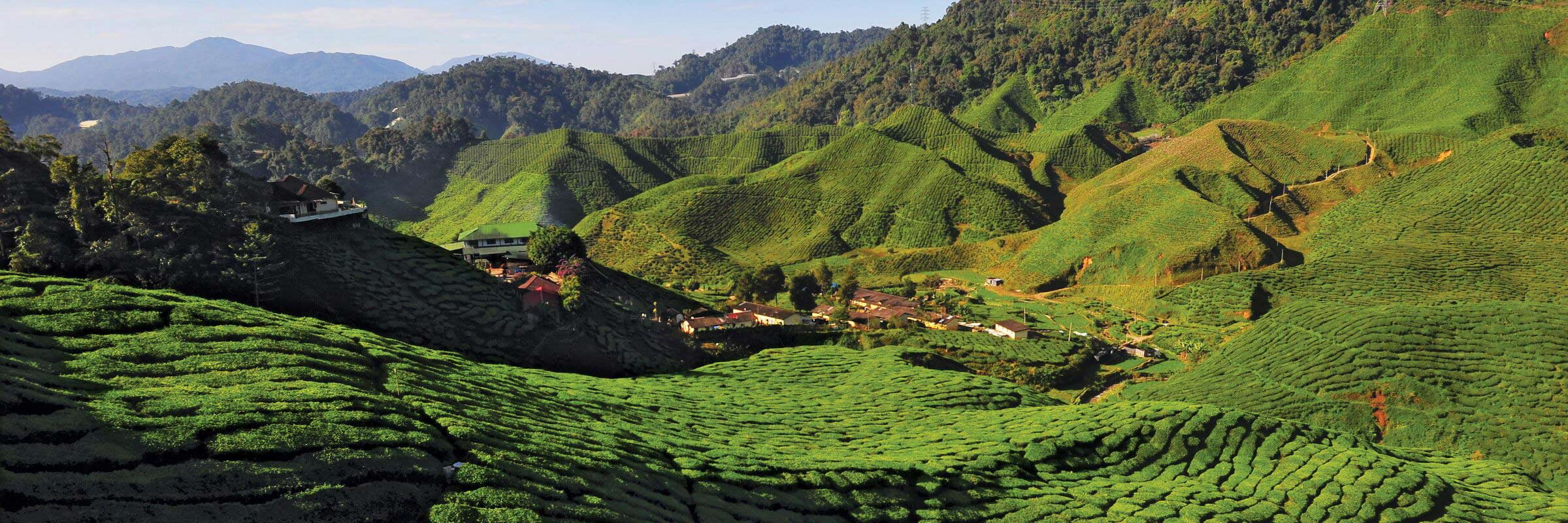 Aufgrund der kühlen Witterung gedeihen in den Cameron Highlands andere Pflanzen als in der malaysischen Ebene, vor allem wird aber Tee angebaut.