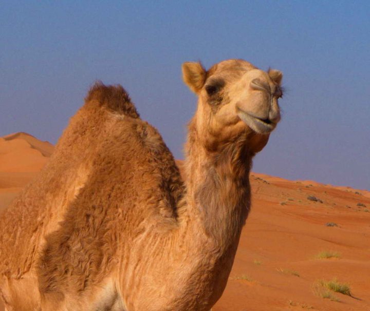Kamele gehören zu einem Wüstenerlebnis einfach dazu. Im Oman gibt es zwar keine wilden Kamele, einige Besitzer lassen ihre Kamele jedoch frei in der Wüste laufen.