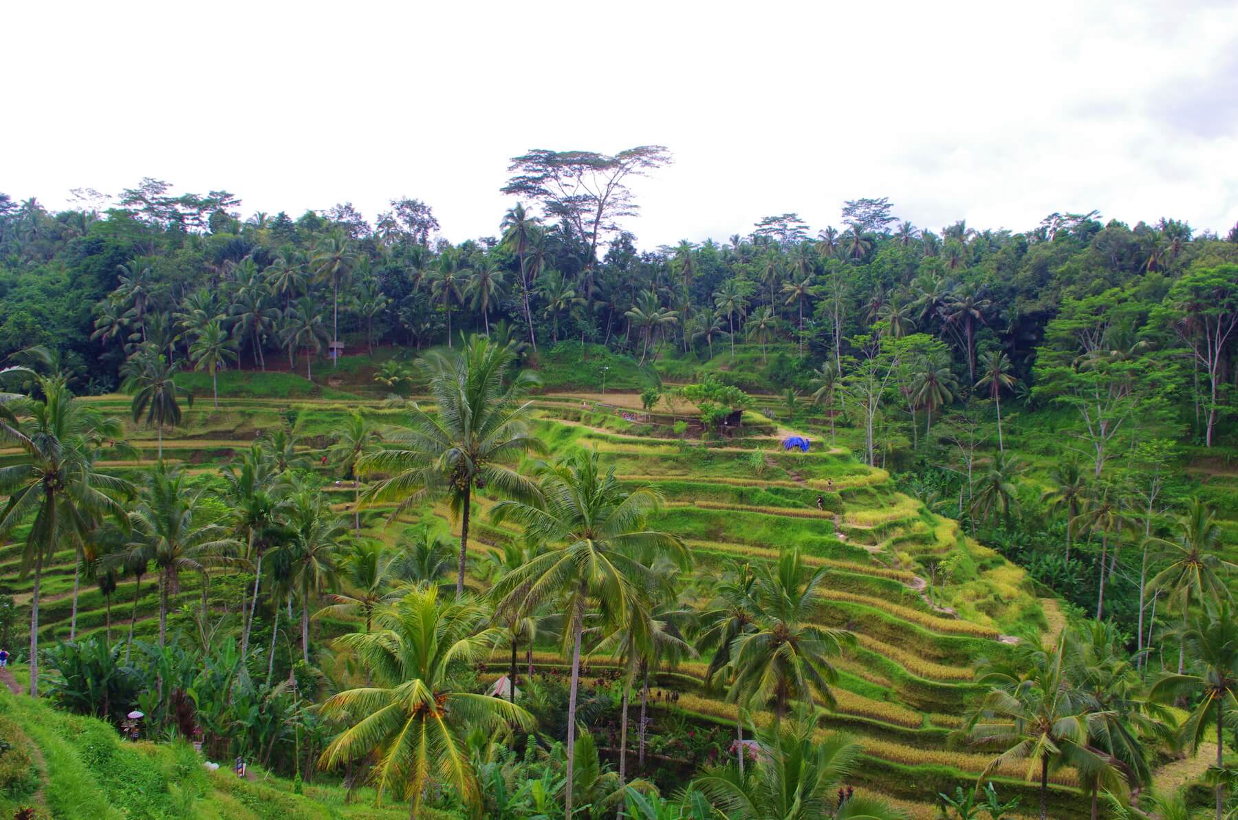 Ein Spaziergang durch die Reisterrassen sollte bei Ihrem Indonesien Urlaub nicht fehlen