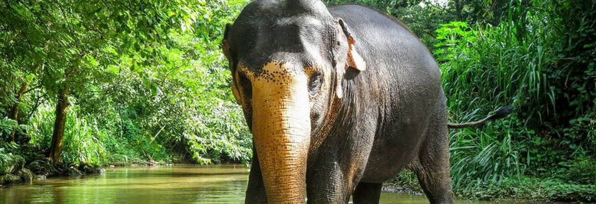 Bei einem Besuch des Elephant Freedom Project auf Sri Lanka können Besucher Elefanten aus nächster Nähe erleben, ohne dabei ihr Wesen zu stören.