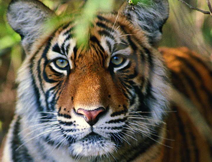 Das Highlight eines jeden Nationalpark Besuchs in Indien: der indische Tiger