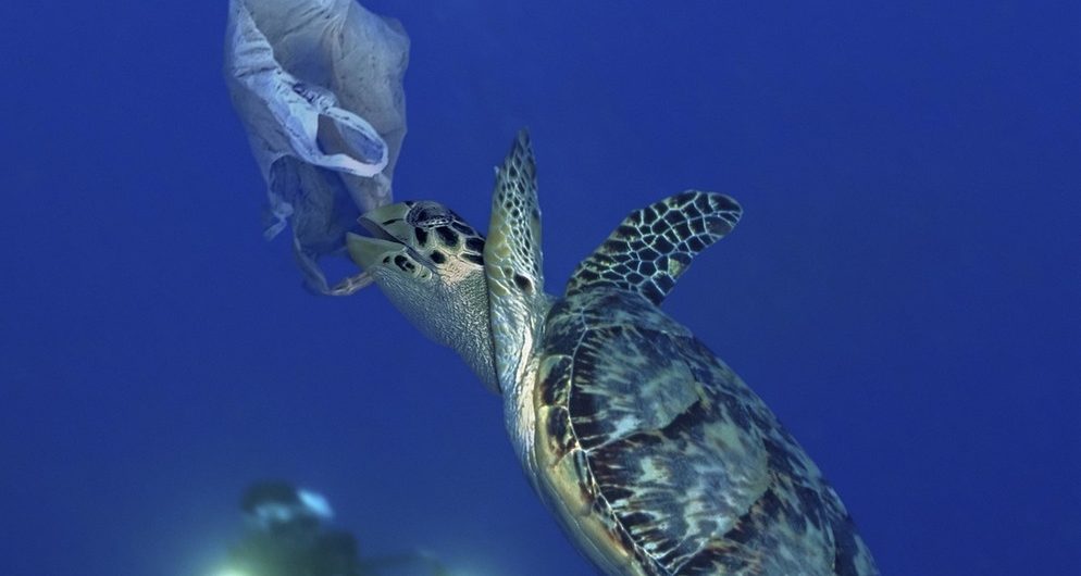 Wasserschildkröte und Plastiktüte