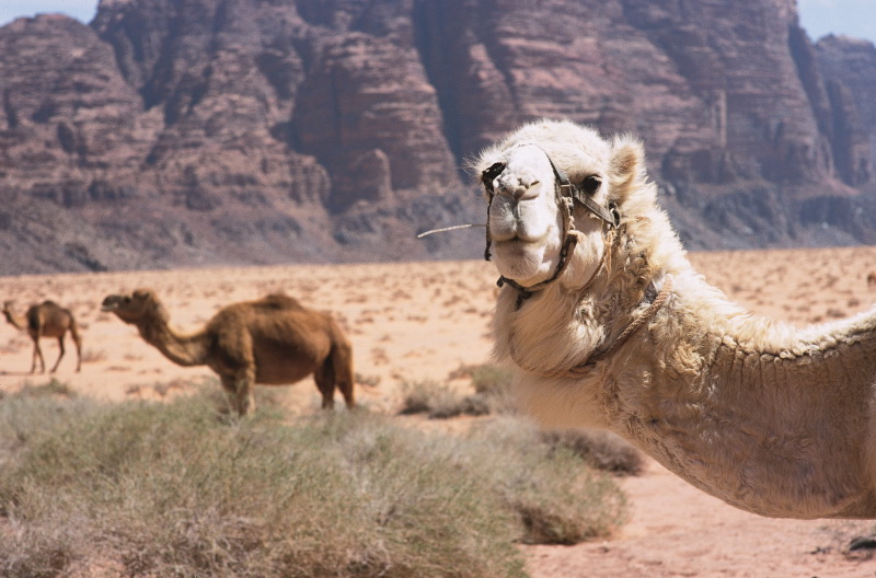 Kamele rasten in der Wadi Rum Wueste Jordaniens.