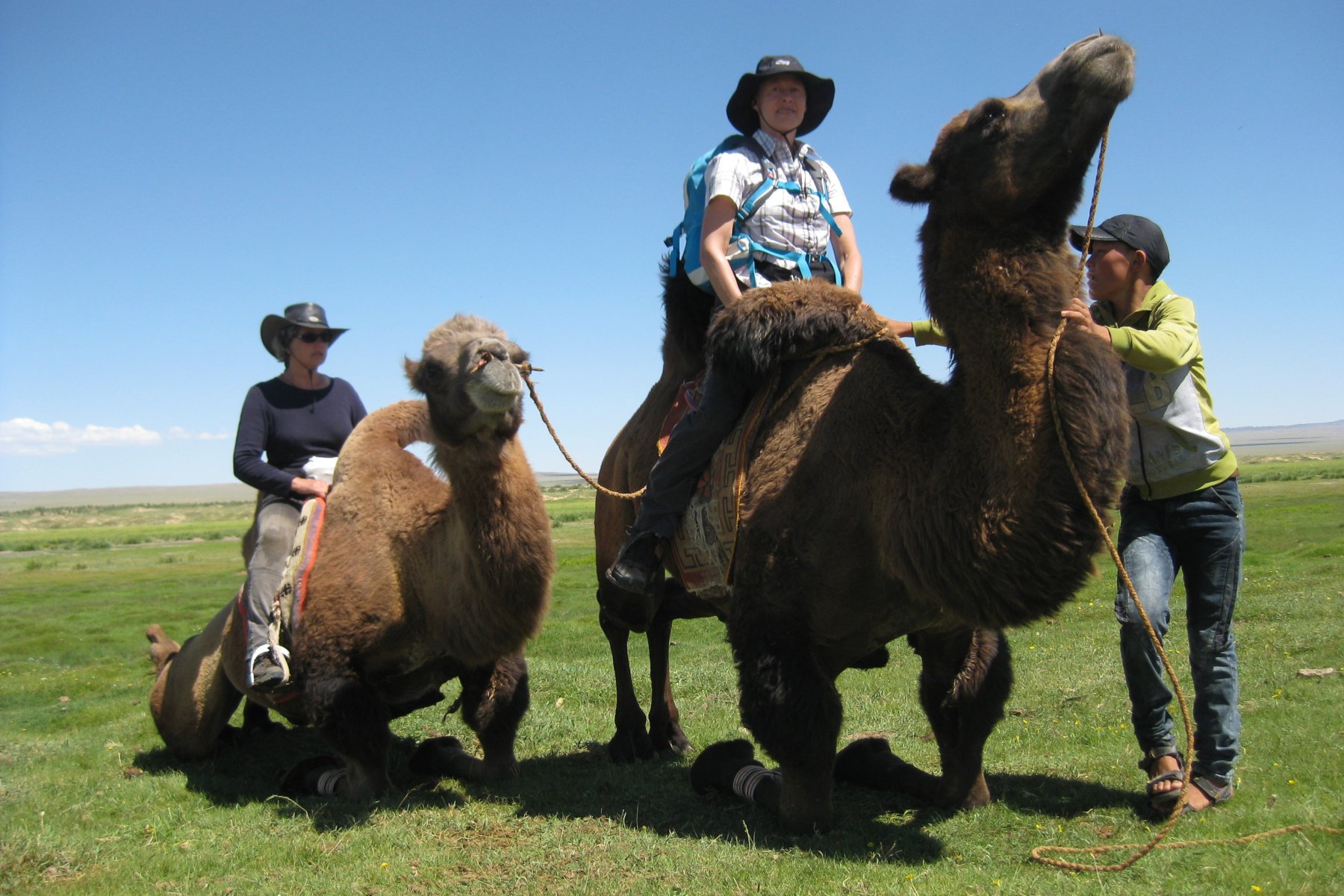 Kamele sind wichtige Nutztiere in der Mongolei, sie dienen zur Überbrückung von Entfernungen und zum Transport von Lasten in der Steppe und der Gobi.